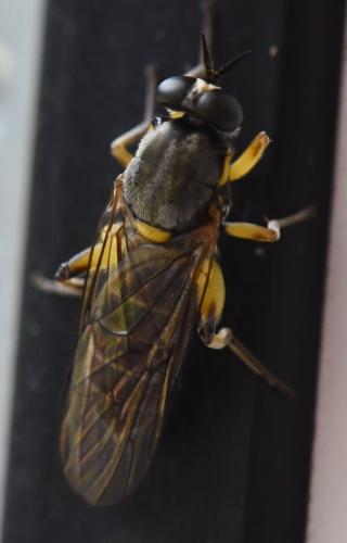 Réf. 305 143 : Solva marginata